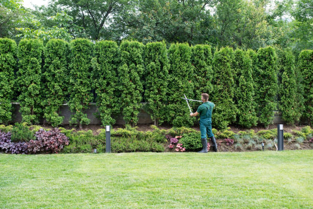 How Our Tree Care Process Works  in  The Homesteads, TX